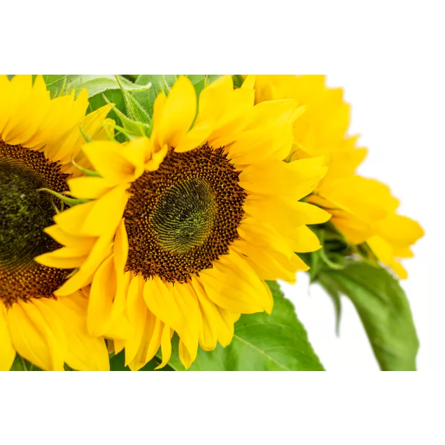 Bouquet of sunflowers